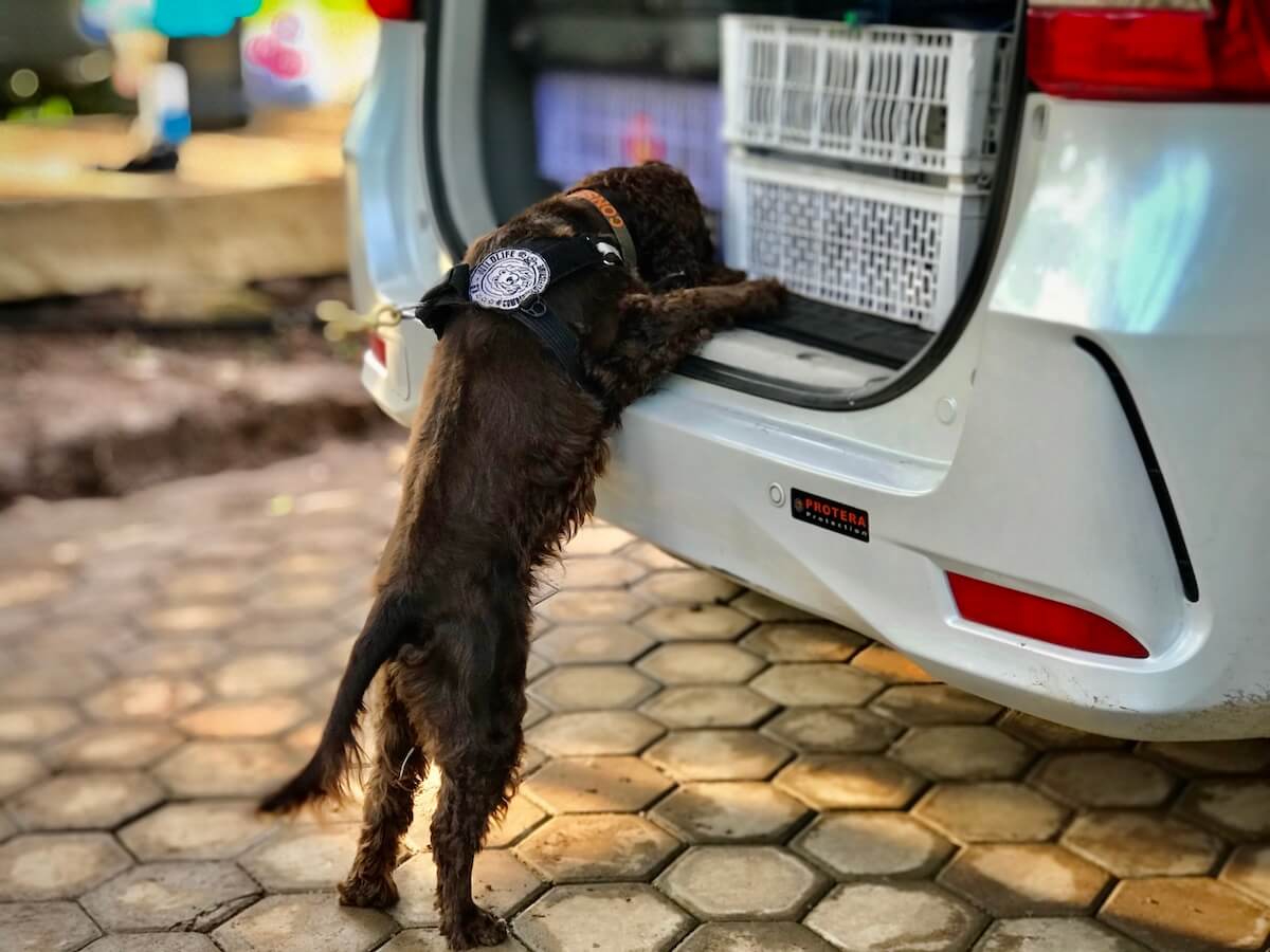 Bailey the dog sniffing in the trunk of a car