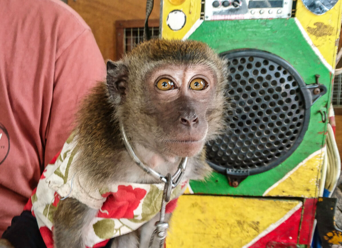 A chained macaque in front of his cage